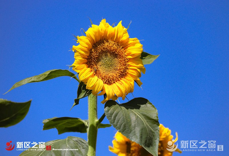 要火！兰州新区这个地方竟隐藏着万亩向日葵花海，千万别错过！ ... ... ...