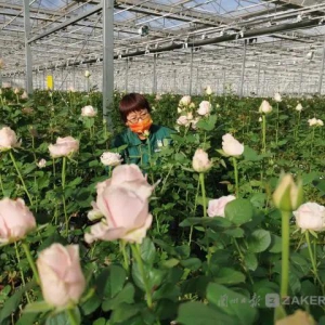 日产10万枝，兰州新区鲜切玫瑰走俏全国多省市！