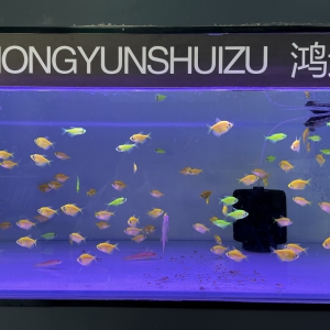 藏在兰州新区闹市里的治愈小精灵