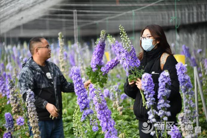 有花有果有蔬菜，兰州新区秦川园区着力打造特色农业产业基地！