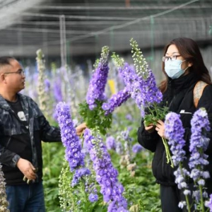 有花有果有蔬菜，兰州新区秦川园区着力打造特色农业产业基地！
