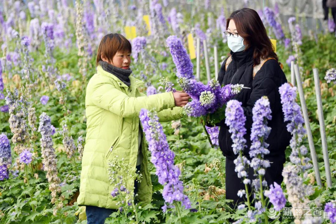 秦川鲜切花种植基地有亮点